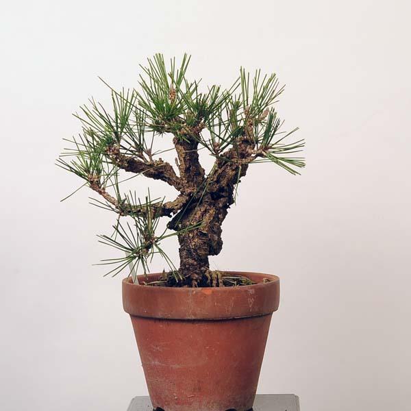 錦松(にしきまつ) 盆栽 素材 ニシキマツ（錦松） – 盆栽妙 本店