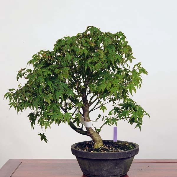 中品盆栽：清姫紅葉 現品*もみじ モミジ Momiji 送料無料 : 遊恵盆栽