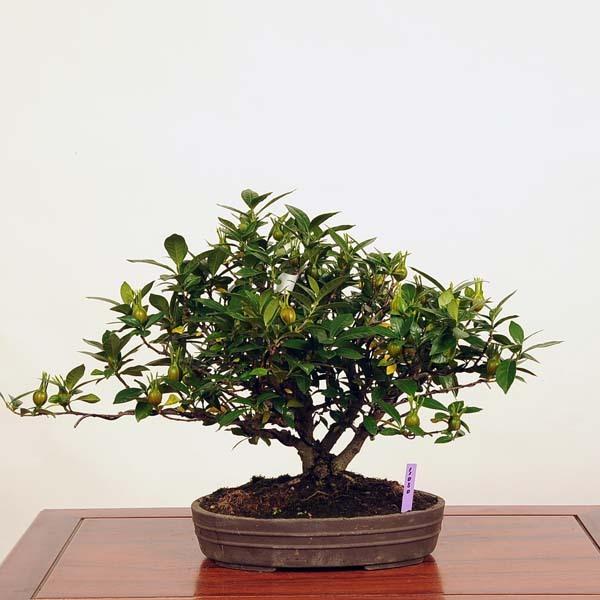 中品盆栽：実成くちなし【現品】*クチナシ【送料無料 