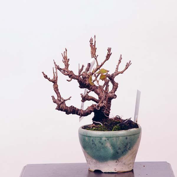 ミニ盆栽 桜 盆栽 植木の人気商品 通販 価格比較 価格 Com