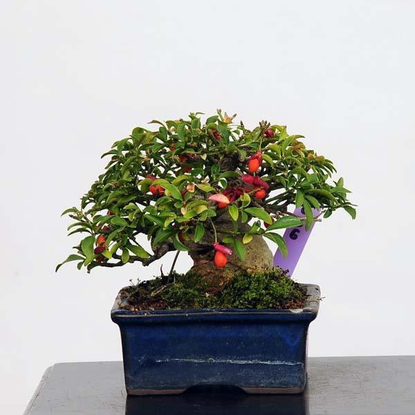 ミニ盆栽 特選こまゆみ 現品 コマユミ Komayum I送料無料 v 遊恵盆栽 Yahoo 店 通販 Yahoo ショッピング
