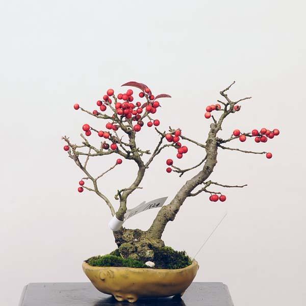 梅もどき 盆栽の人気商品 通販 価格比較 価格 Com