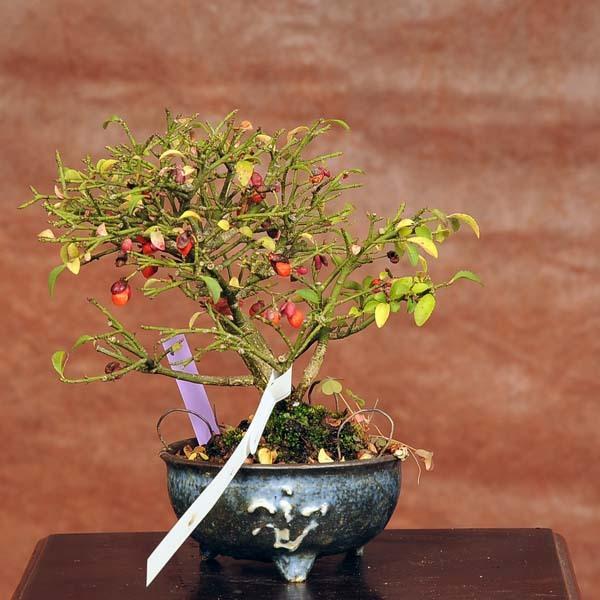 小品盆栽 こまゆみ 現品 コマユミ Komayumi送料無料 v 遊恵盆栽 Yahoo 店 通販 Yahoo ショッピング