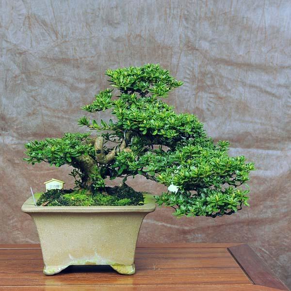 さつき 盆栽 植木の人気商品 通販 価格比較 価格 Com