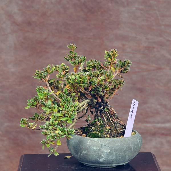 小品盆栽 深山霧島つつじ 現品 キリシマ 送料無料 v 遊恵盆栽 Yahoo 店 通販 Yahoo ショッピング