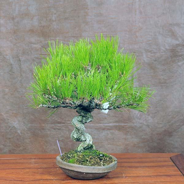 小品盆栽 赤松 アカマツ 現品 あかまつakamatsu送料無料 v 遊恵盆栽 Yahoo 店 通販 Yahoo ショッピング