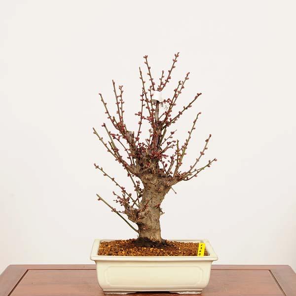 盆栽：紅梅(こうばい)大盃 現品*うめ ウメ Prunus mume Koubai bonsai