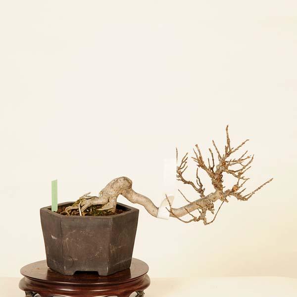 盆栽 特選：楓 現品*かえで カエデ Kaede bonsai Acer 中品盆栽 : 遊恵
