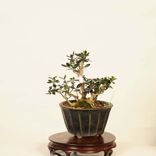 姫オリーブ小品盆栽2 盆栽 特選：姫オリーブ現品(鉢はがれ等有)* Olea europaea Olive