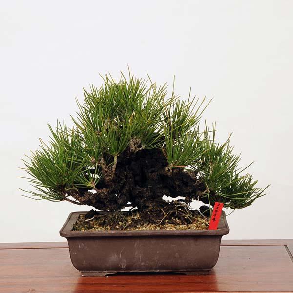 中品盆栽：錦松*現品 にしきまつ マツ Nishikimatsu : 遊恵盆栽
