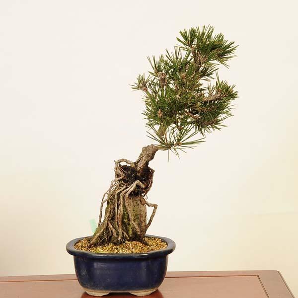 盆栽 ：寿松* 現品 ことぶきまつ クロマツ Kuromatsu bonsai 中品盆栽