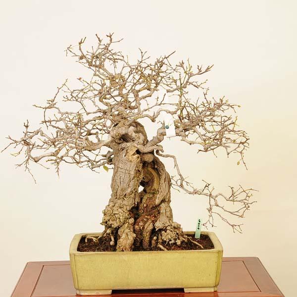 盆栽 特選：瑠璃瓢箪(るりびょうたん) 現品*ルリビョウタン