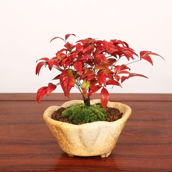~́FViܐFVj*1216 bonsai