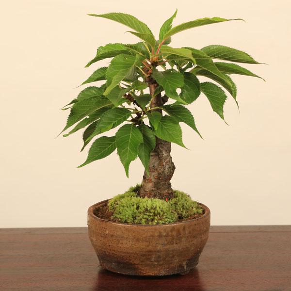 桜盆栽 一才桜盆栽 信楽焼小鉢 22年春開花予定 あすつく鉢植え 和 お花見 誕生日 祝 旭山桜 プレゼントにもbonsai Buyee Buyee Japanese Proxy Service Buy From Japan Bot Online