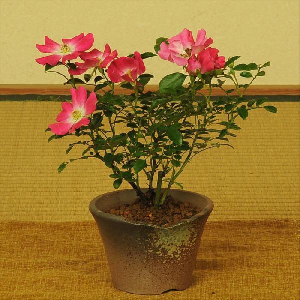 売約済み　サクラノイバラ　原種バラ　ミニ盆栽 薔薇盆栽：サクラノイバラ(瀬戸焼鉢）*6月ごろに開花bonsai : 遊恵盆栽