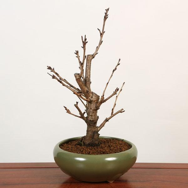 桜盆栽 特選吉野桜 大 よしのさくら 染井吉野 瀬戸焼白鉢 21年春開花終了 Buyee Buyee 提供一站式最全面最專業現地yahoo Japan拍賣代bid代拍代購服務 Bot Online