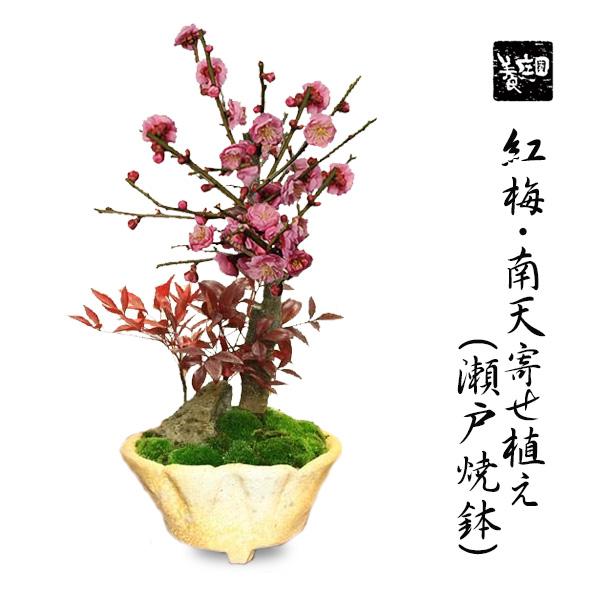 盆栽 紅梅 南天寄せ植え 瀬戸焼鉢 令和 万葉 集 迎春 21年開花終了 1441 遊恵盆栽 Yahoo 店 通販 Yahoo ショッピング