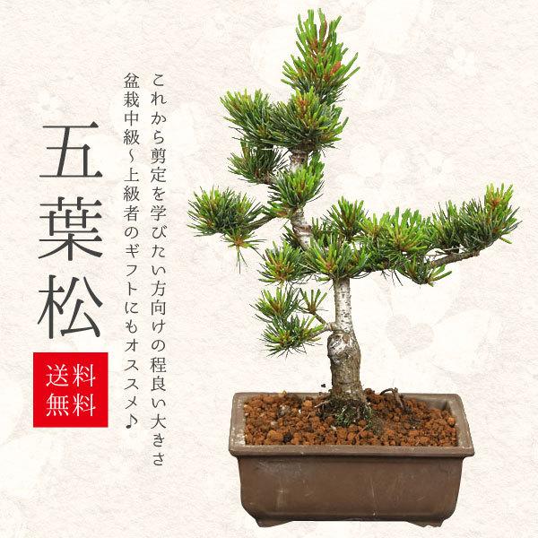 小品盆栽 五葉松 国産長方鉢 Bonsai 1445 遊恵盆栽 Yahoo 店 通販 Yahoo ショッピング