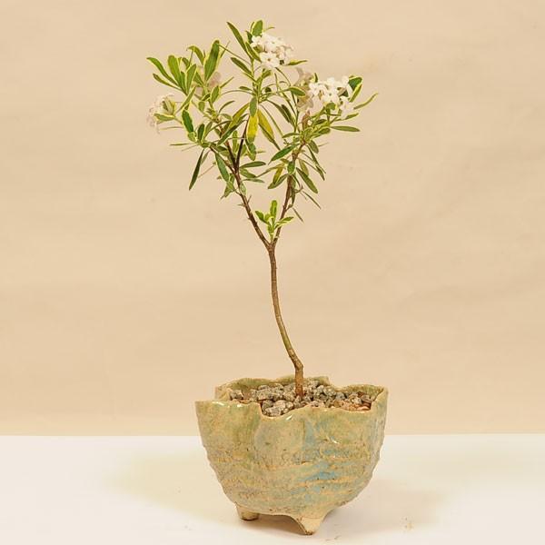 小品盆栽：斑入姫沈丁花(信楽焼星型変形鉢)*bonsai : 遊恵盆栽 Yahoo