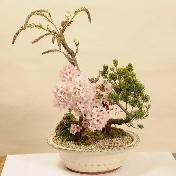 豪華寄植桜盆栽 藤 御殿場 五葉松寄せ植え 白丸陶器鉢 年開花終了 Bonsai 1454 遊恵盆栽 Yahoo 店 通販 Yahoo ショッピング