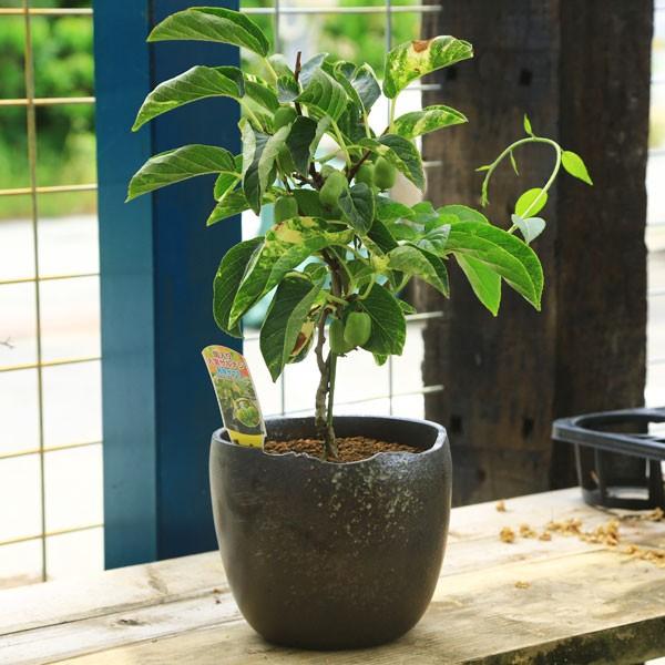 サルナシの鉢植え 発送不可 北海道 北海道余市でコクワ(サルナシ)を栽培し、販売しています