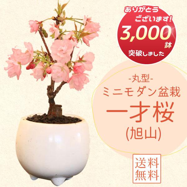 一才桜は桜の中でも特に花付きが良く、若木のうちから開花が楽しめる特性を持つ品種です。花芽をたくさん持っていますので、ミニ盆栽ですが、春にご家庭でお花見を楽しんでいただけます！卒業やご入学のお祝いやお誕生日ギフト、ホワイトデーなど、春の贈り物...