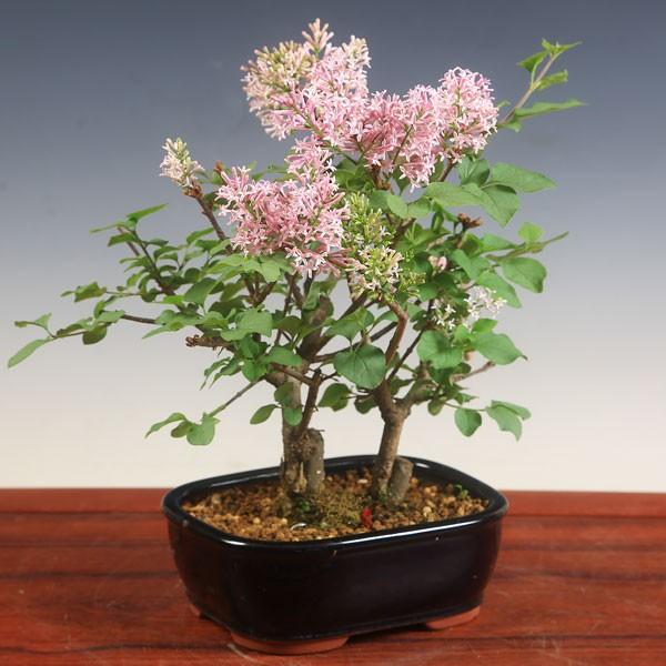 小品盆栽：姫ライラック寄せ* : 遊恵盆栽 Yahoo!店 - 通販 - Yahoo