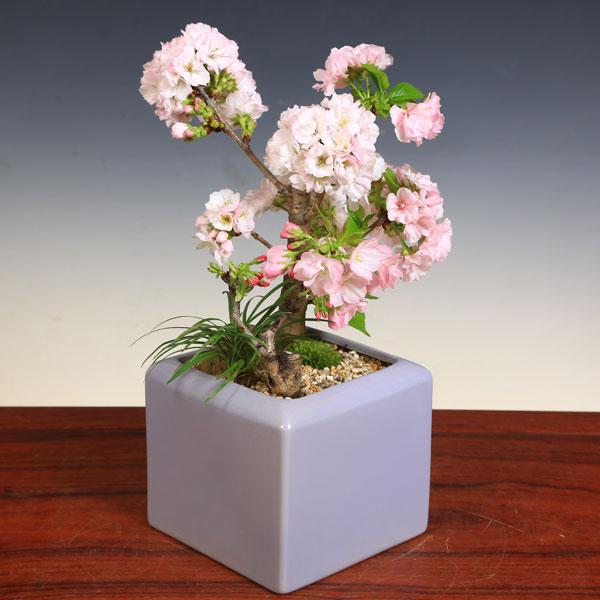 桜盆栽 旭山桜 八重桜寄せ モダンライラック陶器鉢 受け皿付 ギガランキングｊｐ