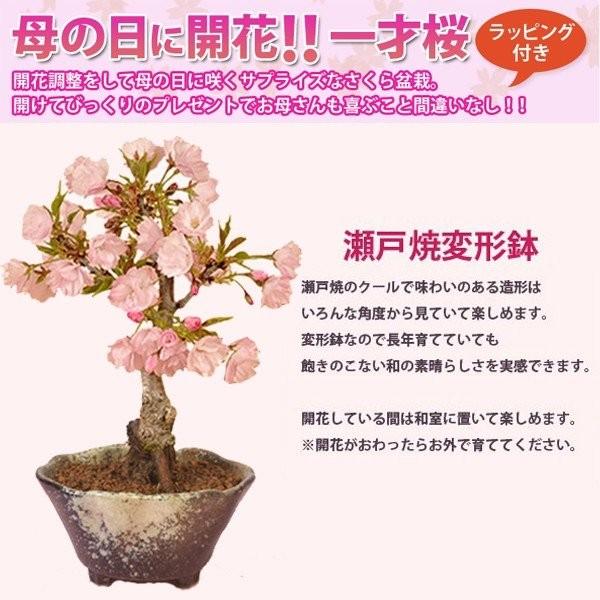 母の日ギフト 鉢が選べる 桜盆栽 母の日開花桜 ご予約受付中 ラッピング付です プレゼントgift 鉢植え鉢花 花 さくらお花見ご Buyee 日本代购平台 产品购物网站大全 Buyee一站式代购 Bot Online