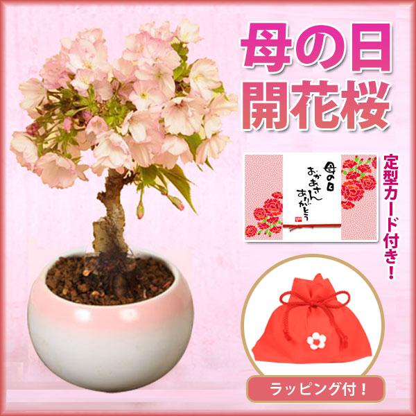 母の日ギフト桜盆栽 母の日開花桜 萬古鉢 ご予約受付中 ラッピング付です プレゼント鉢植え 鉢花 さくら花見 Buyee Buyee Japanese Proxy Service Buy From Japan Bot Online