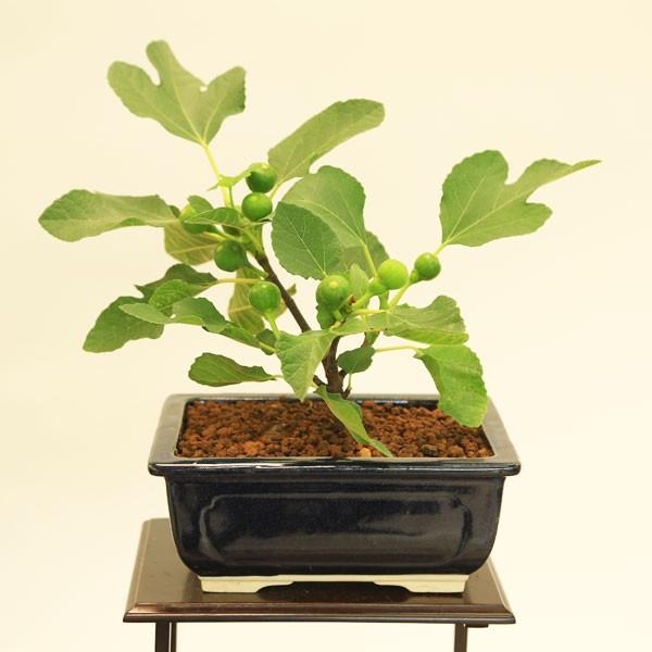中品盆栽：いちじく(瀬戸焼鉢)* : 遊恵盆栽 Yahoo!店 - 通販 - Yahoo