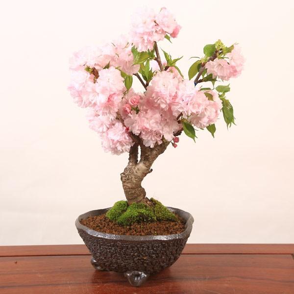 桜盆栽:牡丹桜変形丸鉢(信楽焼鉢)*ぼたん桜 2020年春開花bonsai 桜盆栽:牡丹桜変形丸鉢(信楽焼鉢)*ぼたん桜 2020年春開花bonsai