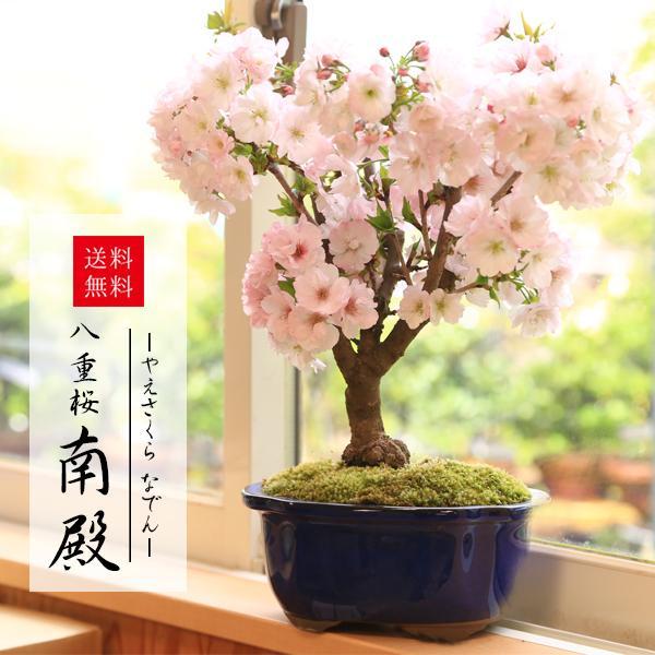 春に豪華な八重の桜が咲きます。花付きも良く、毎年開花し、お花見が楽しめます。お誕生日など色々な贈り物にどうぞ！卒業やご入学のお祝いやお誕生日ギフト、ホワイトデーなど、春の贈り物にもオススメです！撮影日：4月樹種：八重桜　品種：南殿（なでん）...