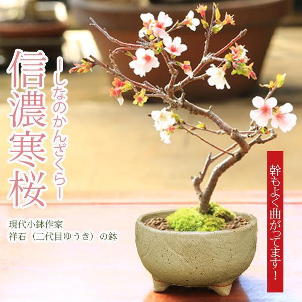 桜盆栽：特選河津桜(緑釉長方縁付鉢)*かわづざくらsakura送料無料