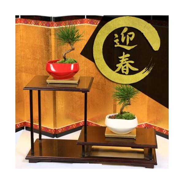 間もなく掲載終了‼️ 黒松盆栽 中型 茶色鉢 風格のある鉢で黒松を仕立ててみました。黒松盆栽（くらま鉢
