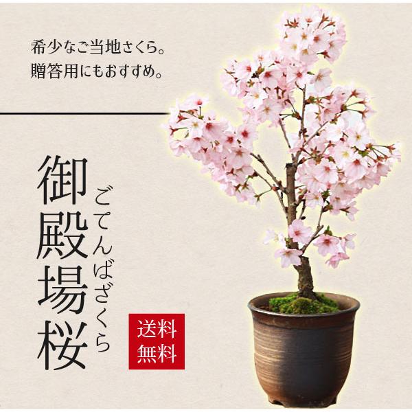 [商品情報]樹種：御殿場桜鉢　：瀬戸焼金吹鉢撮影：花姿4月初旬　冬姿12月御殿場桜(落葉樹)は、春に気品のある美しい一重の花が咲きます。11月-3月は落葉して葉の無い、蕾の姿。春に開花。4月中旬-10月は葉姿でのお届けになります。＊数量もの...