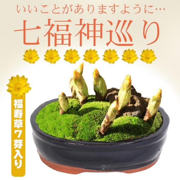 小品盆栽:七福神巡り(福寿草7芽)* 藍色陶器鉢 bonsai 小品盆栽:七福神巡り(福寿草7芽)* 藍色陶器鉢 bonsai