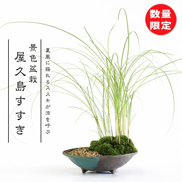 盆栽：景色盆栽 屋久島すすき*苔と砂付き（オリベ流し丸国産山草鉢）季節限定 夏涼 bonsai