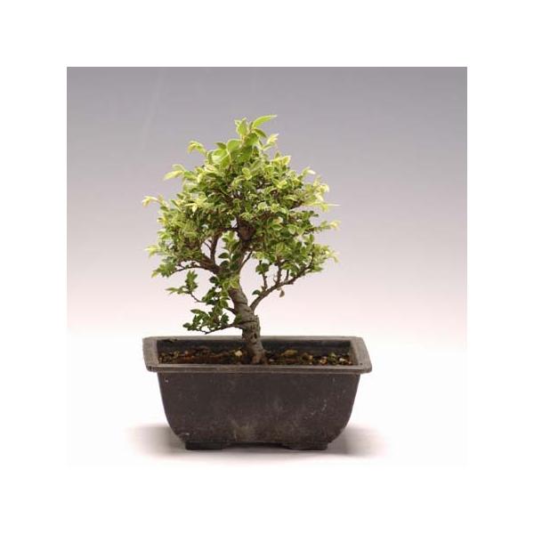 樹種：黄金欅（オウゴンケヤキ）　別名：金芽八房欅(キンメヤツフサケヤキ）撮影日：5月樹高：約16ｃｍ　鉢径：15ｃｍ落葉樹。黄金ケヤキは斑入りのけやきの一種で、斑の入り方が新緑の時に、黄色っぽくて綺麗なことから「黄金」と名づけられました。＊...