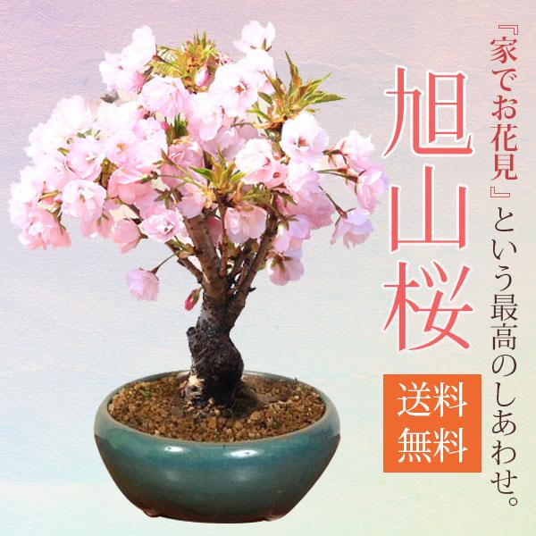 桜盆栽 旭山桜 瀬戸焼緑鉄鉢 送料無料 21年開花終了 さくら お花見 誕生日 祝 春 1618v 遊恵盆栽 Yahoo 店 通販 Yahoo ショッピング