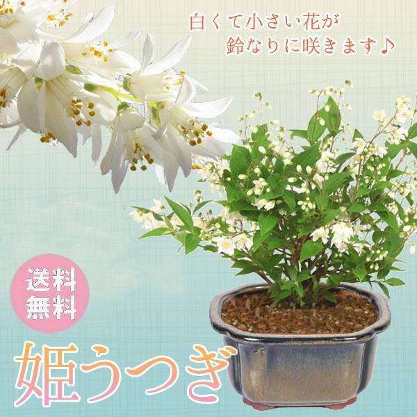 小品盆栽:姫うつぎ(藍黄土色モッコ陶器鉢)*<2024年開花終了 小品盆栽:姫うつぎ(藍黄土色モッコ陶器鉢)*<2024年開花終了