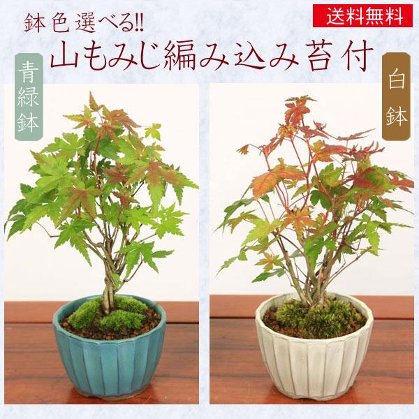 山もみじ 植木の人気商品 通販 価格比較 価格 Com