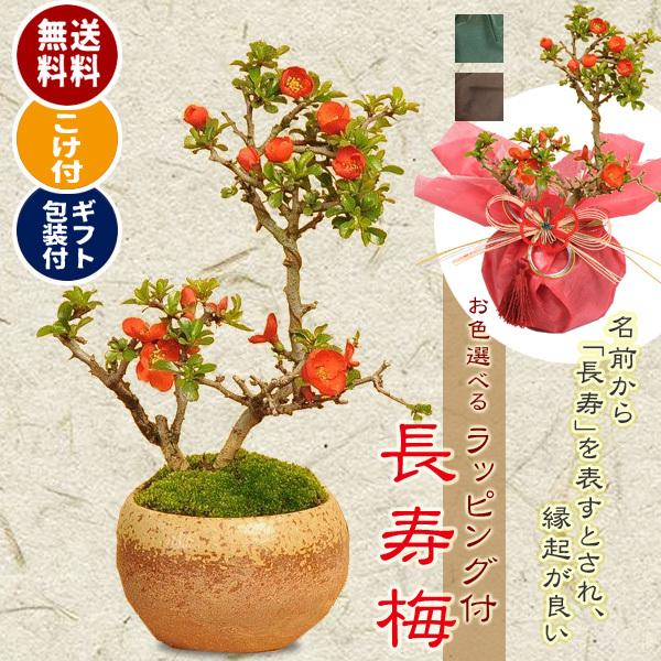 梅 植木の人気商品・通販・価格比較 - 価格.com 梅 植木の人気商品・通販・価格比較 - 価格.com