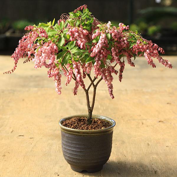 新商品 50ポットセット 送料無料 アセビ 馬酔木 赤花 ポット直径15cm 第1位獲得 Greenzonwheelz Com