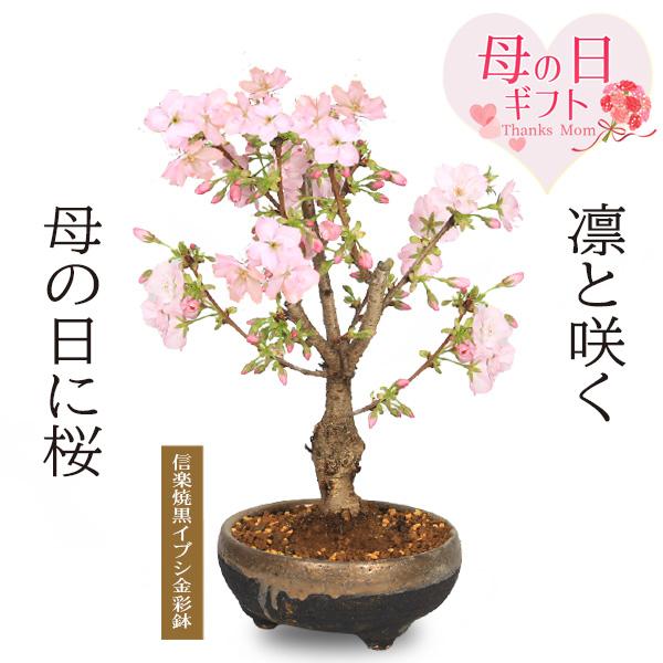 母の日 ギフト プレゼント 2026桜盆栽：母の日開花桜(信楽焼黒イブシ金彩鉢)*sakuraサクラさくら盆栽　bonsai