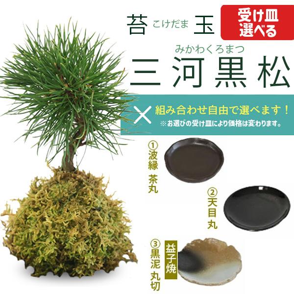 受け皿選べる 苔玉松柏シリーズ：苔玉 三河黒松*みかわくろまつミカワ