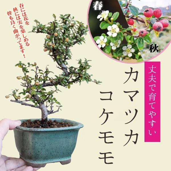小品盆栽 かまつかこけもも 祥石 二代目 緑鉢 鉢植え秋実物カマツカコケモモ Bonsai 1686v 遊恵盆栽 Yahoo 店 通販 Yahoo ショッピング