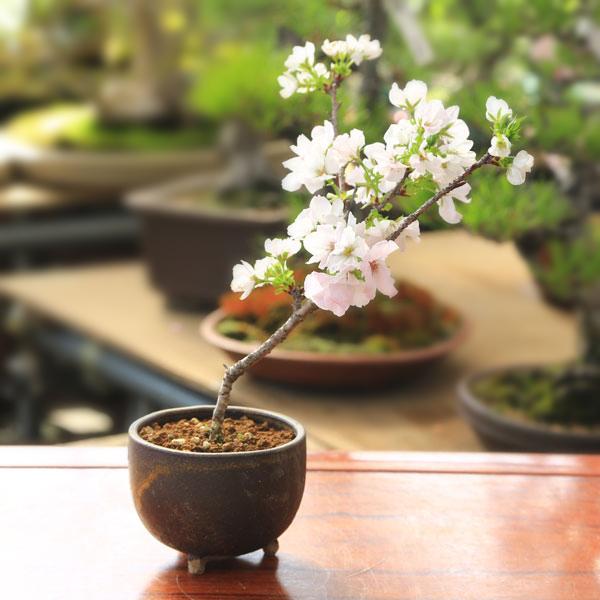 小品盆栽 :御車返し桜(信楽焼茶丸足付鉢)*(2024年春開花予定 小品盆栽 :御車返し桜(信楽焼茶丸足付鉢)*(2024年春開花予定