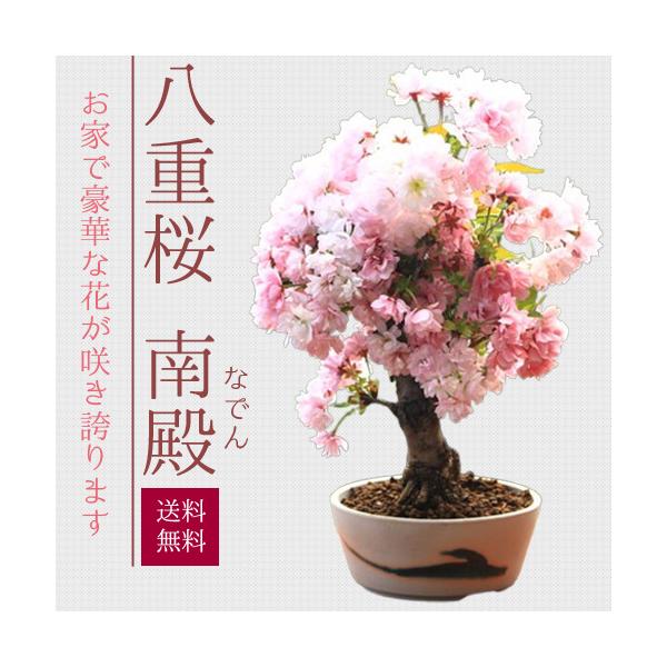 桜盆栽 八重桜 南殿 瀬戸焼鉢白丸鉢 さくら お花見 誕生日 祝 春bonsai 1695v 遊恵盆栽 Yahoo 店 通販 Yahoo ショッピング