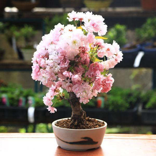 桜盆栽：八重桜(南殿）*＜瀬戸焼鉢白丸鉢＞（2026年春開花予定）さく